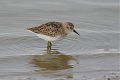 Least Sandpiper